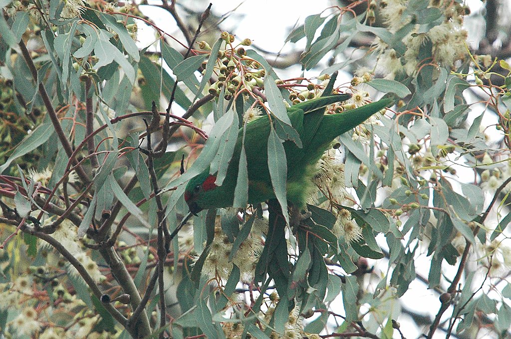 Parrot, Musk Lorikeet, 2008-01205092b Sorell, Tasmania, AU.jpg - Musk Lorikeet. Sorell, Tasmania,  AU, 1-20-2008